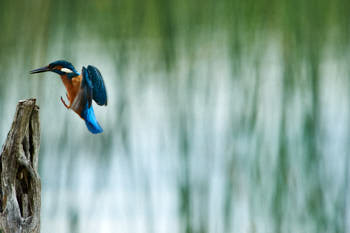 Martin pÈcheur<br>NIKON D700, 850 mm, 1800 ISO,  1/1250 sec,  f : 9 